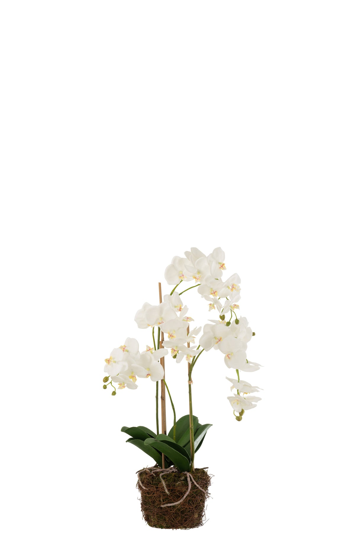 Orchidee In Aarde Plastiek Wit/Groen Large 32x32x75cm J-Line