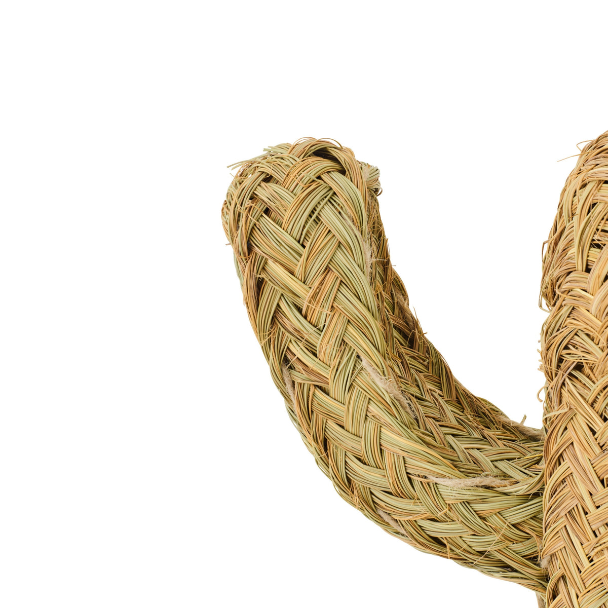 Cactus Gras Naturel Small J-Line
