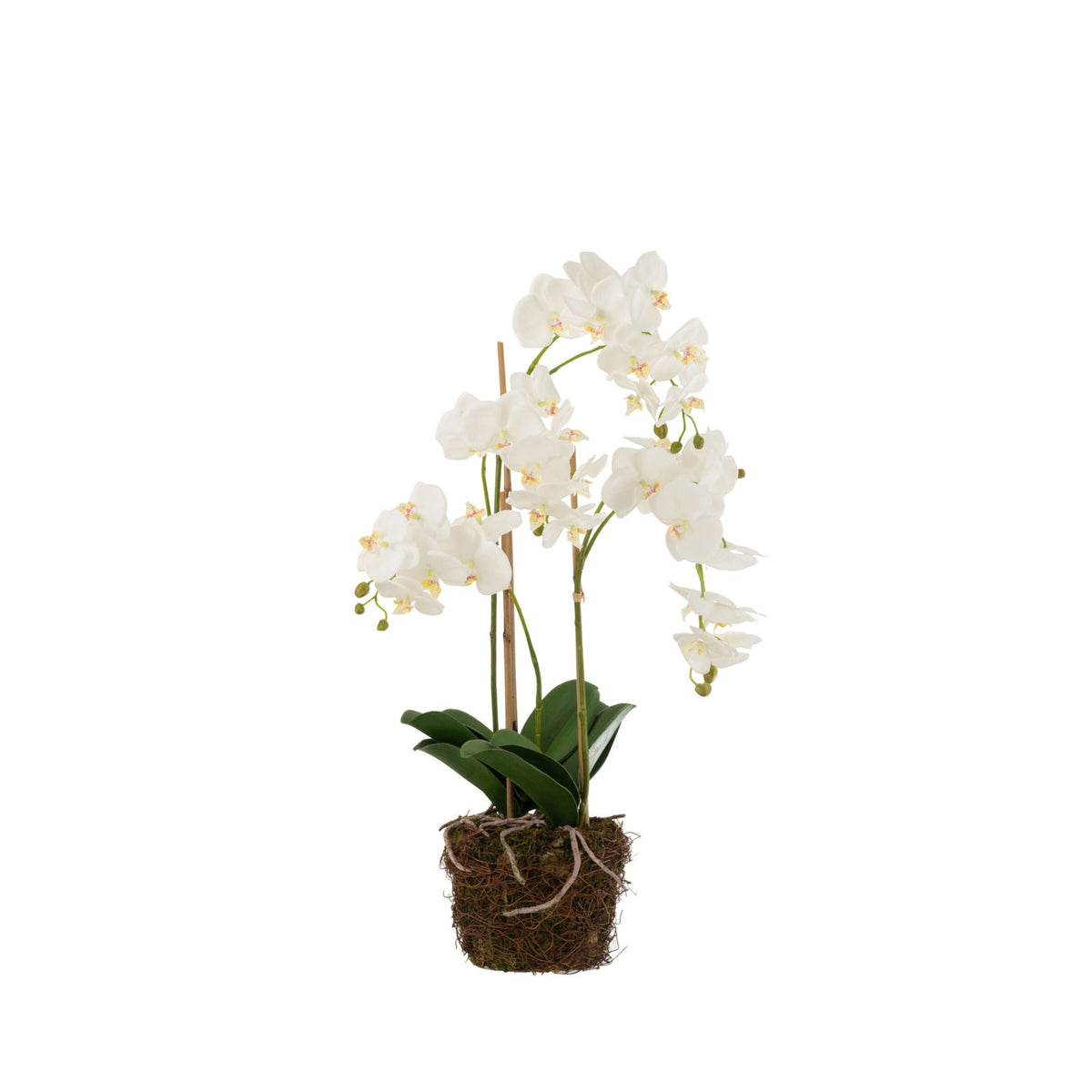 Orchidee In Aarde Plastiek Wit/Groen Large 32x32x75cm J-Line