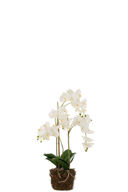 Orchidee In Aarde Plastiek Wit/Groen Large 32x32x75cm J-Line
