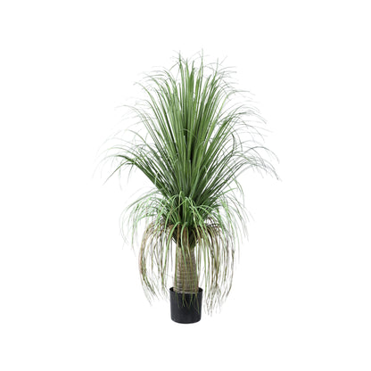 Leaves Plant Green Onion Grass On Coconut Tree B PTMD
