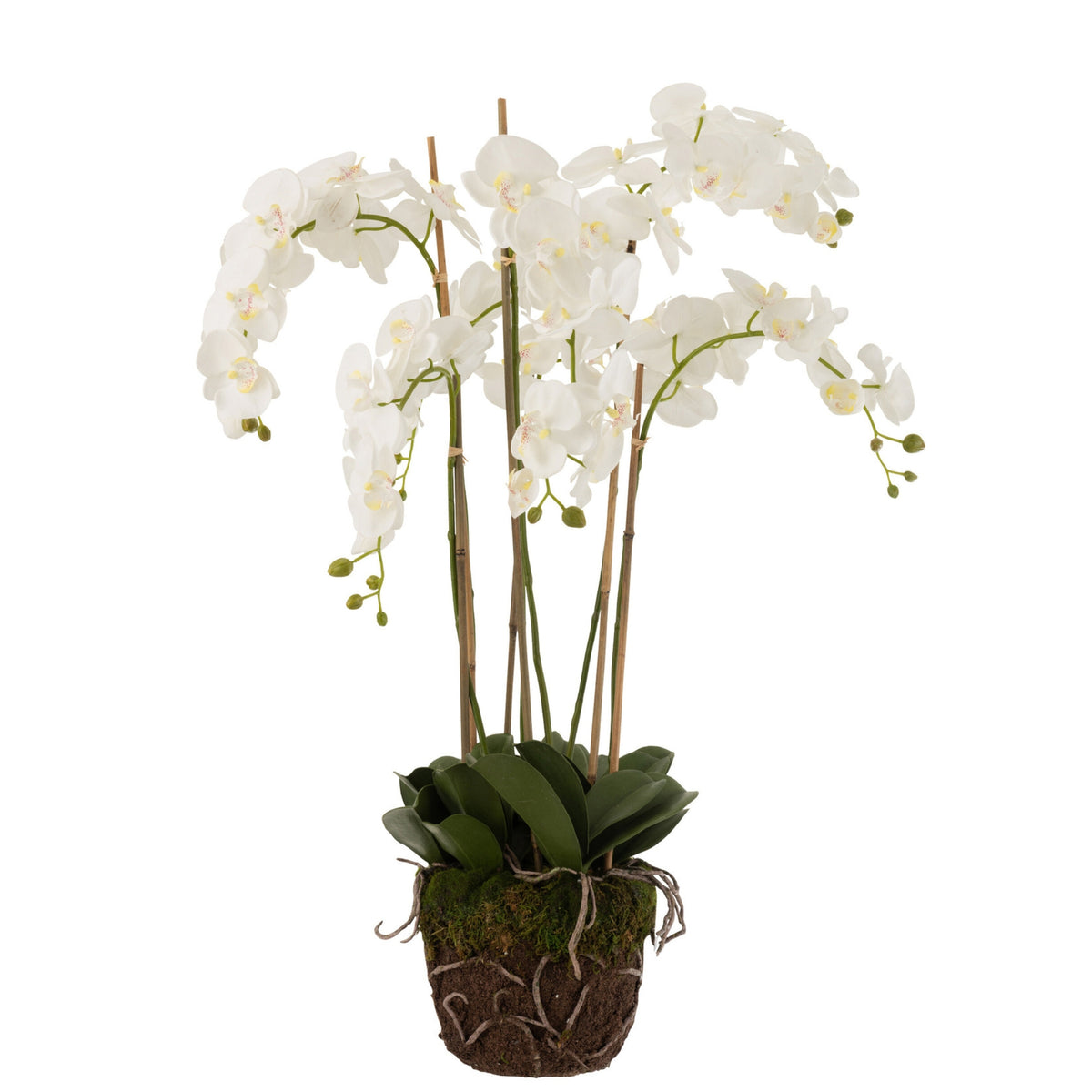 Orchidee In Aarde Plastiek Wit/Groen Extra Large 60x53x104cm J-Line